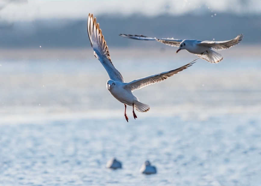 河南淅川红嘴鸥嬉戏丹江口水库