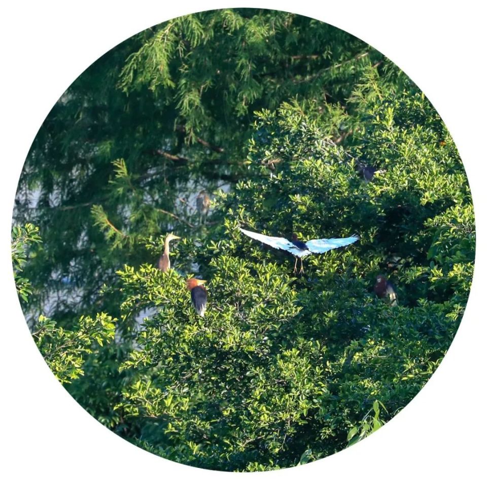 灵溪水景公园"白色精灵"起舞如仙子!