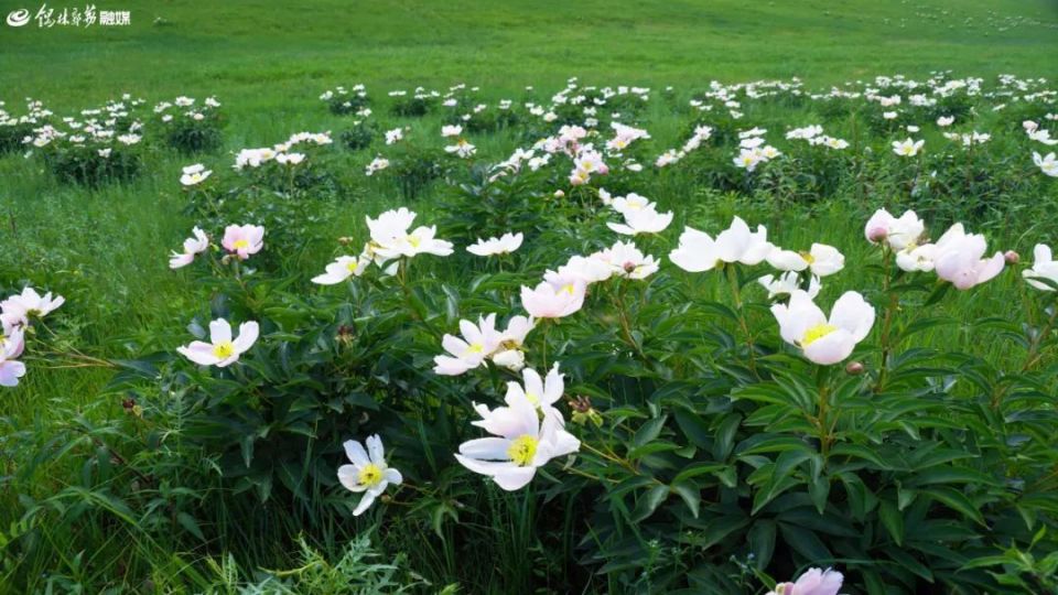生长在山坳之中而得名的景区──芍药谷有一个因满山开满芍药花贺斯