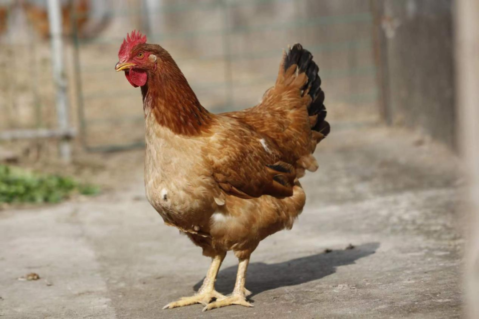 浦东三黄鸡,地道白斩鸡!