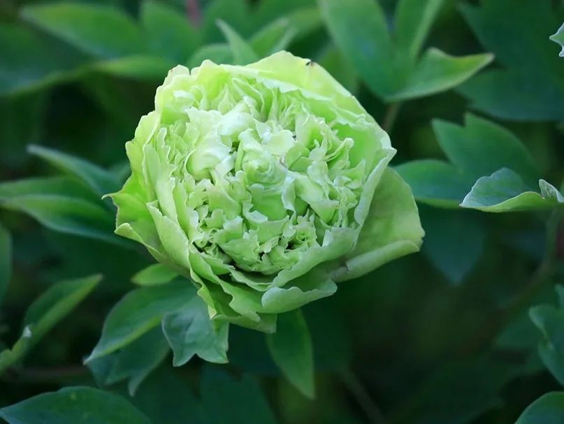 【mark】唯有牡丹真国色,"洛"花时节又逢君