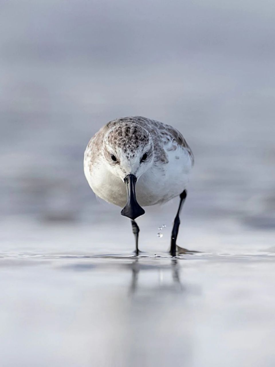 在国际生物多样性日,一起来这座美丽的海岛看看神奇动物吧!