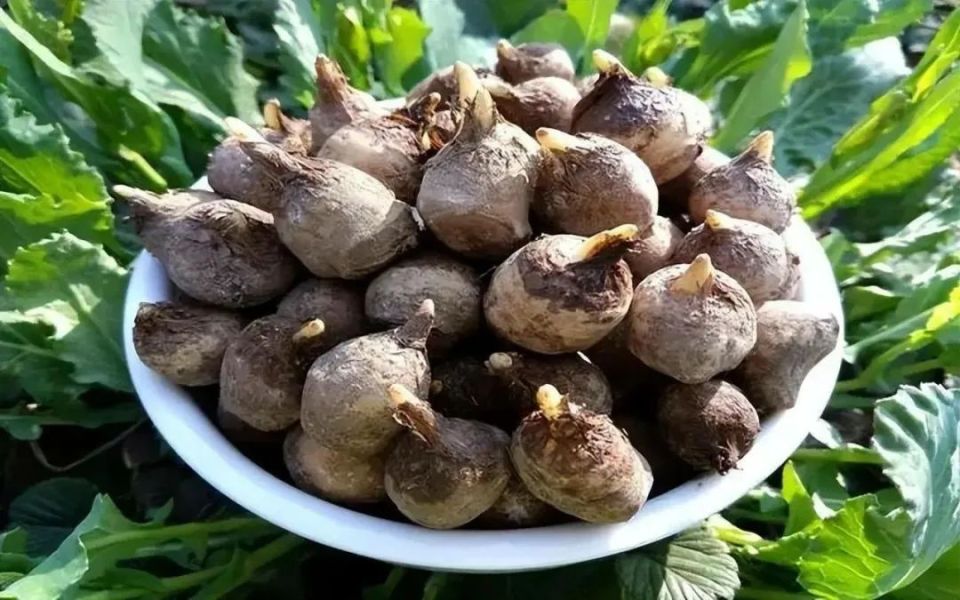 万物有灵 | 花开半夏辨人心——半夏