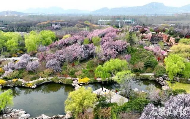 石家庄市植物园春日限定花海盛放 清明前后含花量最高