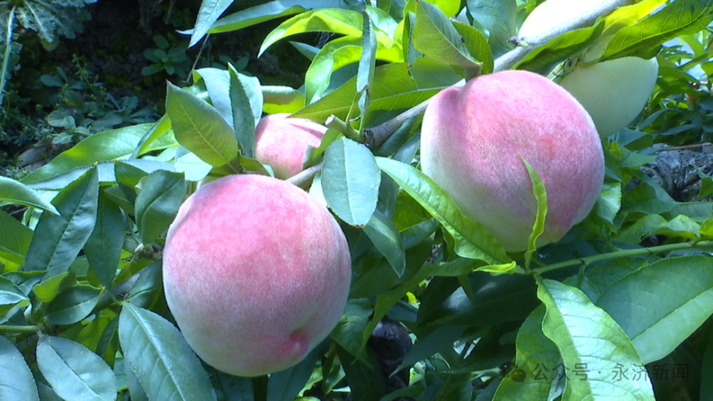 【产业发展】大棚桃子抢"鲜"上市  果园飘香摘果忙