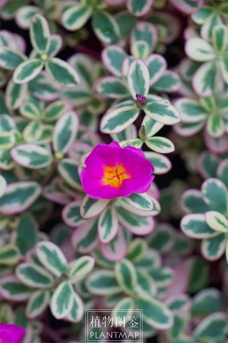 麻子菜花图片