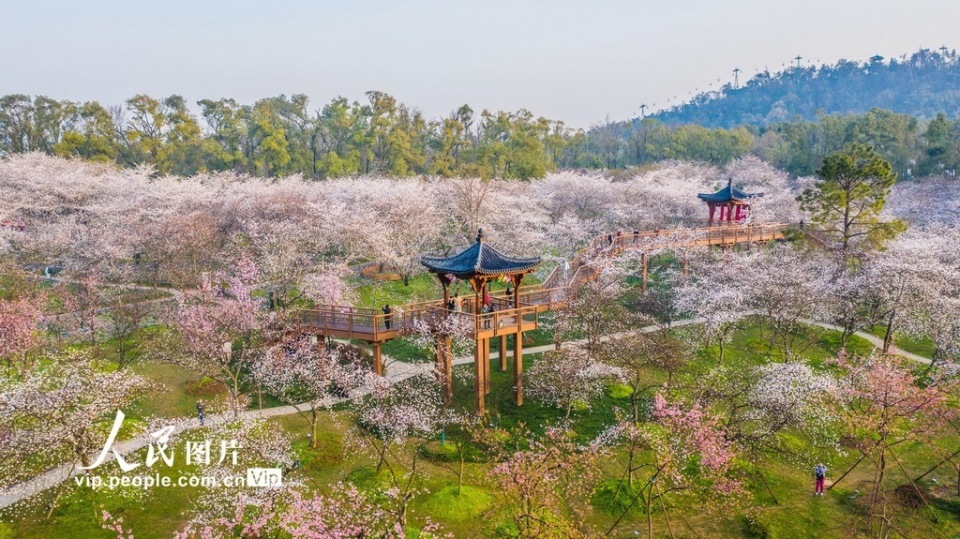 2024年3月20日清晨,湖北武汉东湖樱花园鸟语花香,樱花正悄然绽放,开满