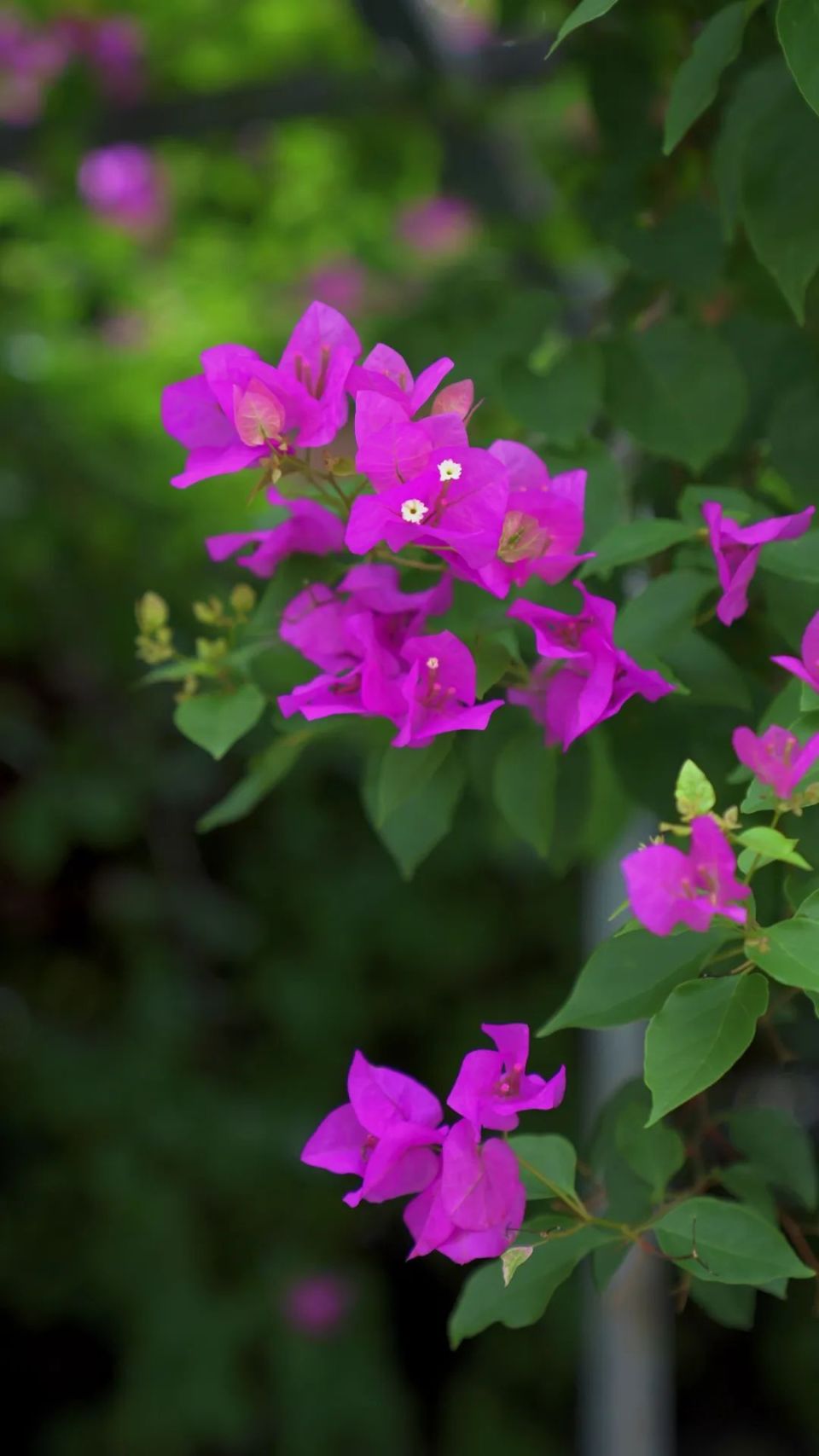 小城芒市三角梅开得正盛,快来打卡吧!