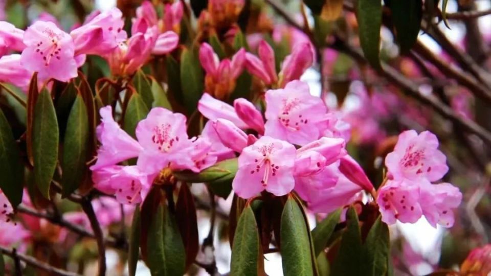 香格里拉杜鹃花开映山红