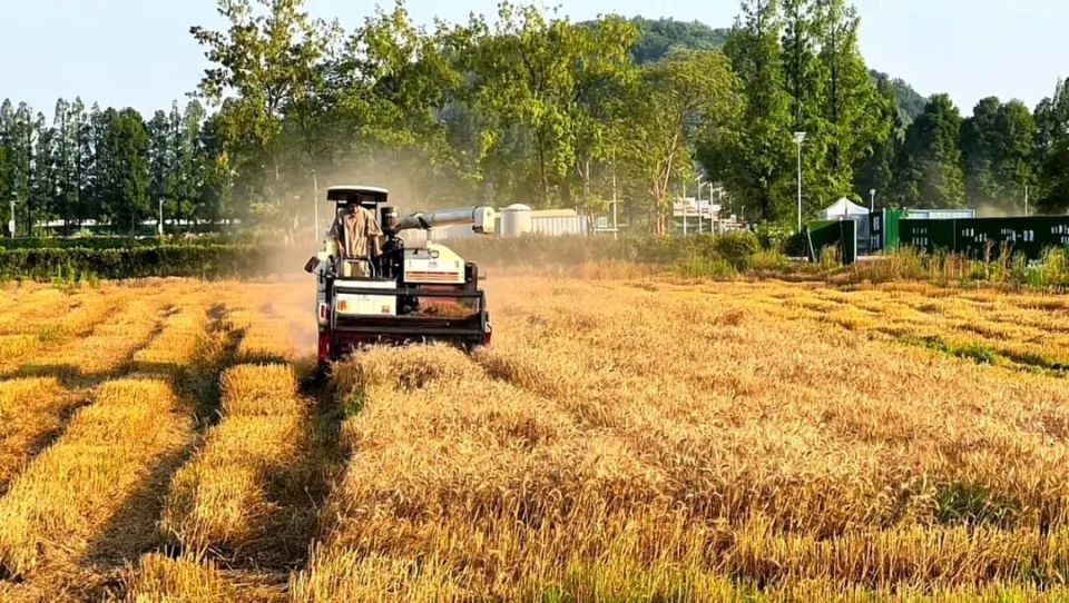 当年轻人决定去种地