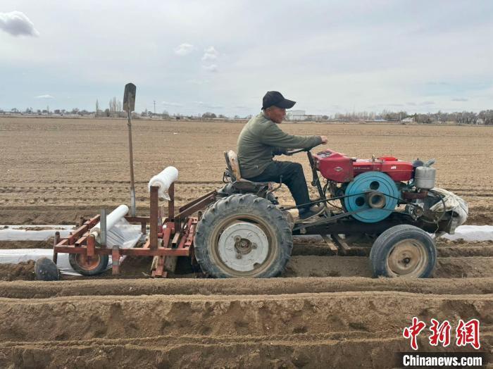 新疆山药主产区大漠山药种植忙