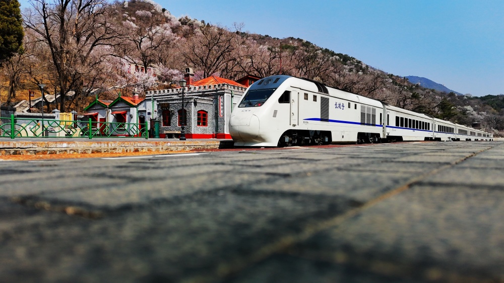 北京s2线列车穿越烂漫花海
