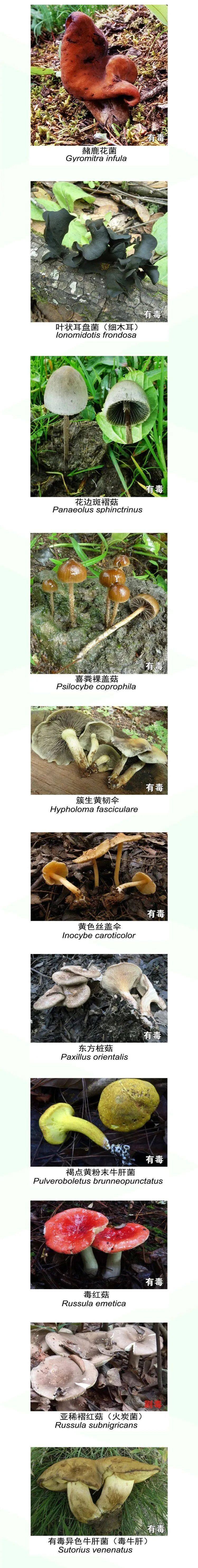 菌类;②不论哪种野生菌都不要凉拌吃,一定要炒熟煮透;③吃完后如有不