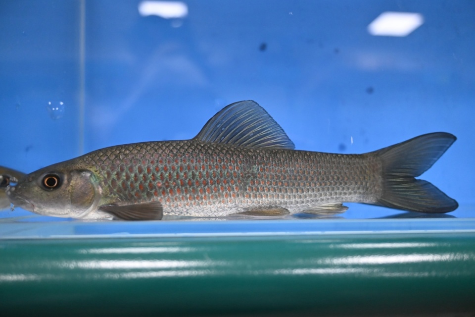 江口青鳙学名华鲮,在川内多分布于巴河,通河流域,常出没于岩石间隙中