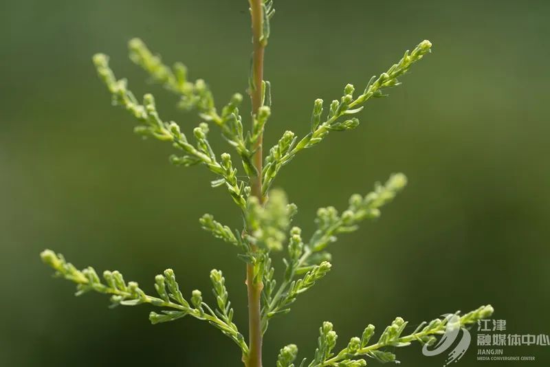 3到200 !"植物大熊猫"在江津获新生