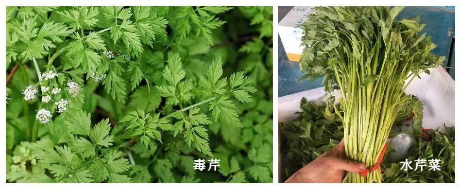 如:毒芹与水芹,滴水观音与芋头,断肠草与金银花,化儿草与血皮菜,马