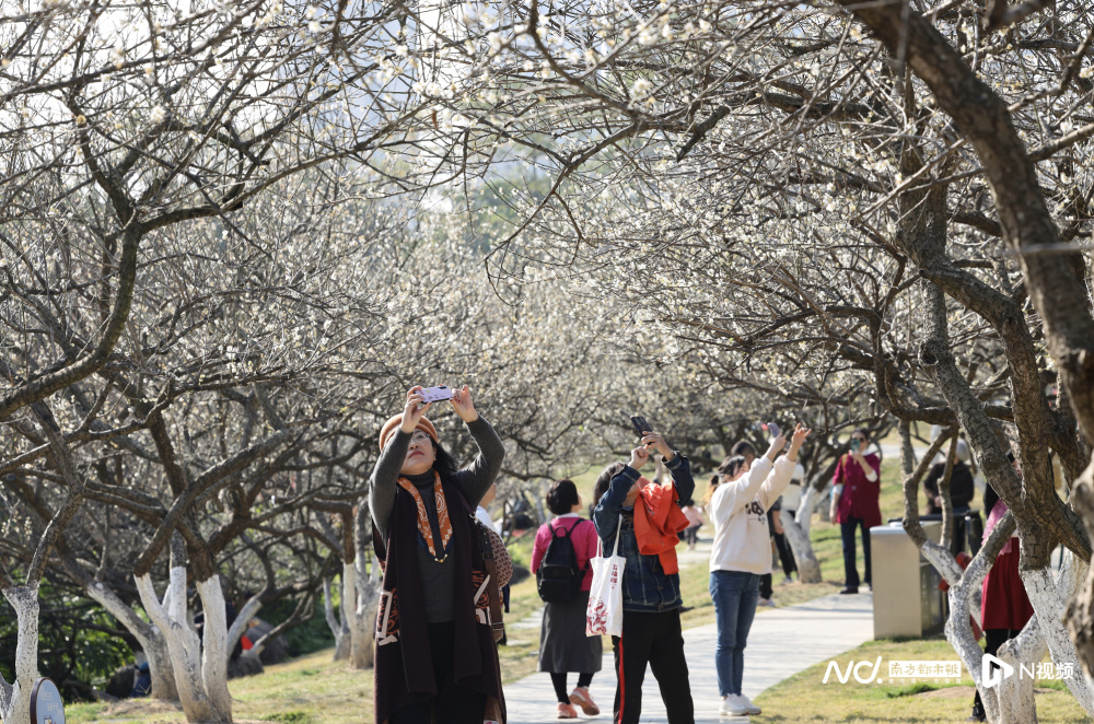 萝岗香雪公园赏花时间图片