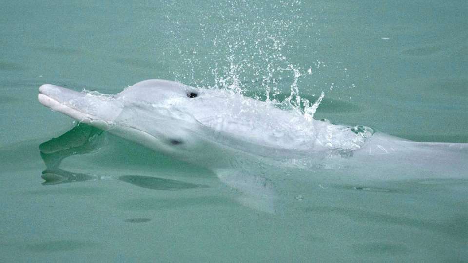 中华白海豚畅游广东江门海域