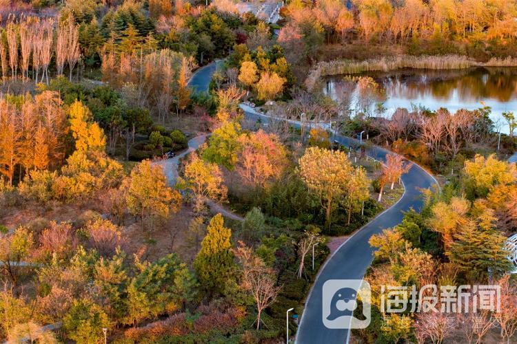景深丨山东青岛:唐岛湾湿地公园迎来醉美观赏季