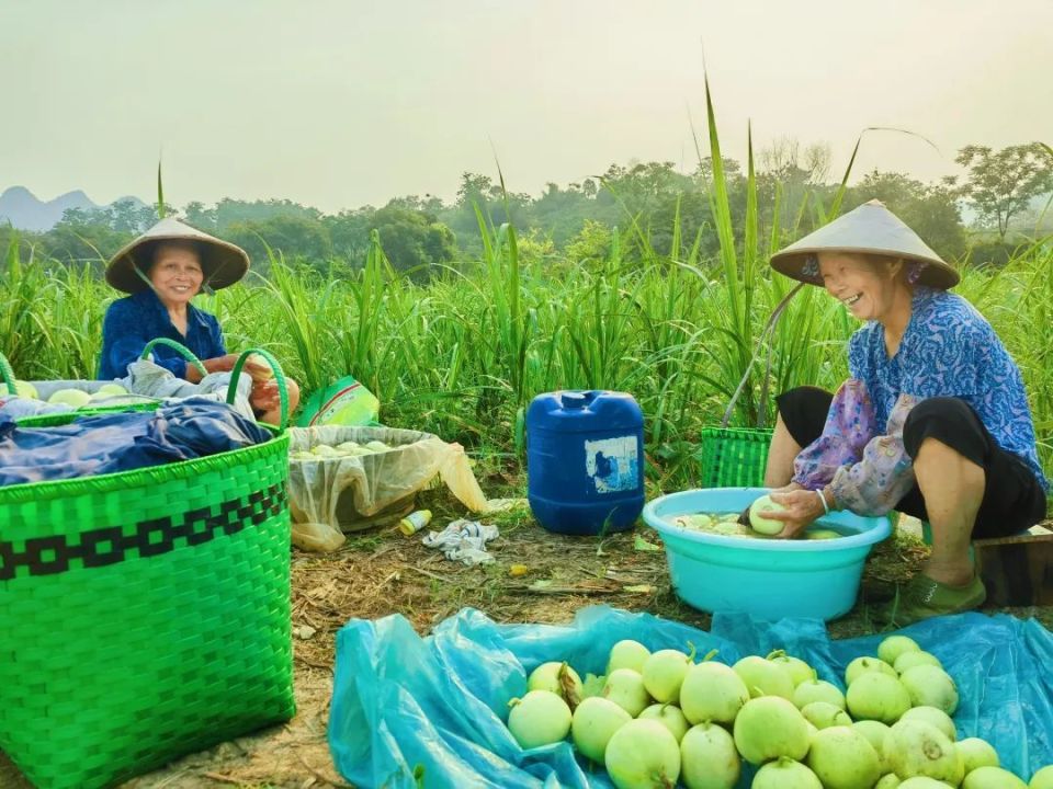 香瓜开辟甜蜜"致富路" 龙州县龙州镇板门村香瓜抢"鲜"上市