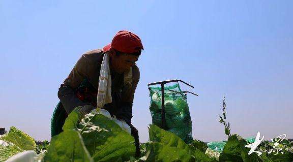 峄城区底阁镇200亩大白菜喜获丰收