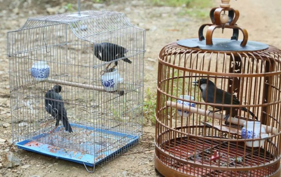 宁明县放生国家重点保护野生鸟类3只