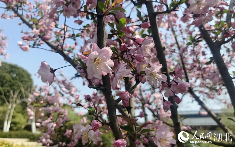 湖北武汉花团锦簇春意浓