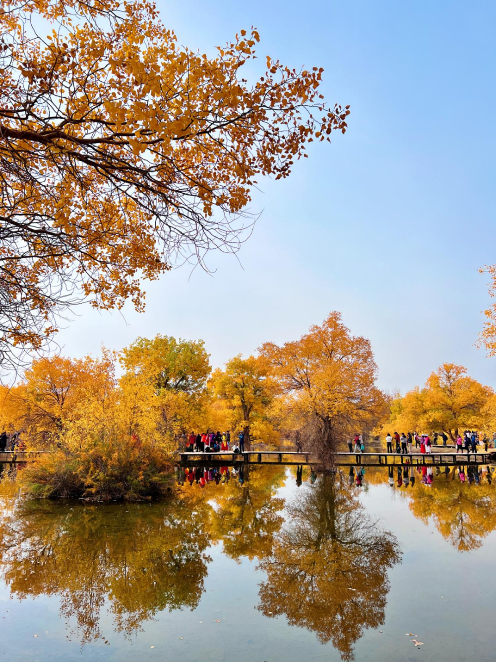 深秋的金塔胡杨林,戈壁荒漠中一道最美的风景线