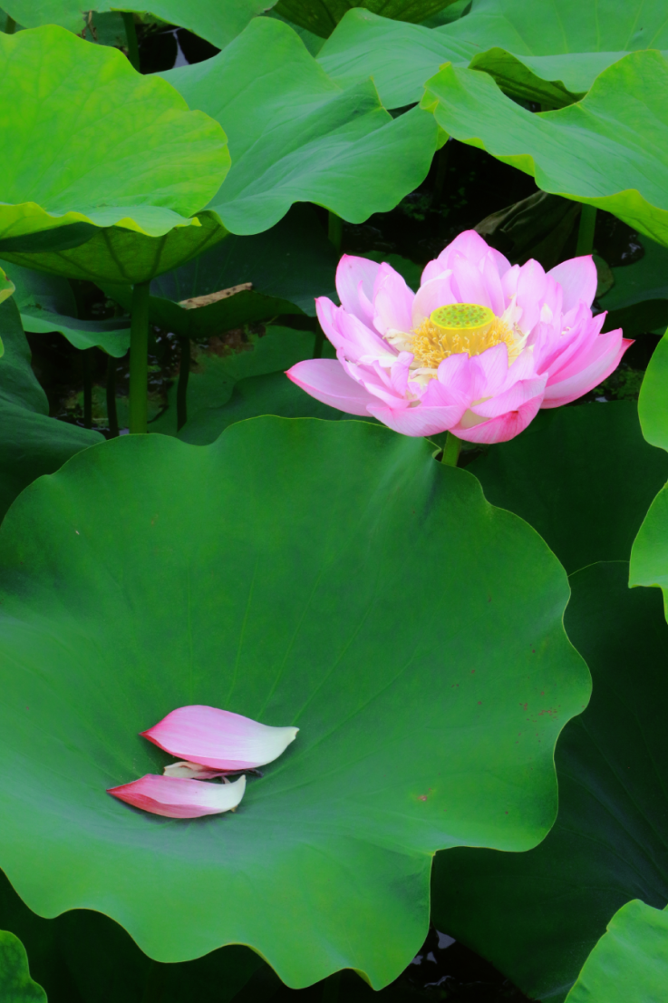 荷花博览园开启一场放"粽"之旅吧~来遂宁船山快快收拾行李想好这三天