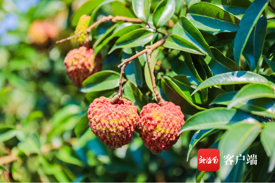 今年海口秀英火山荔枝预计产量3000万斤首批熟果预计5月25日上市