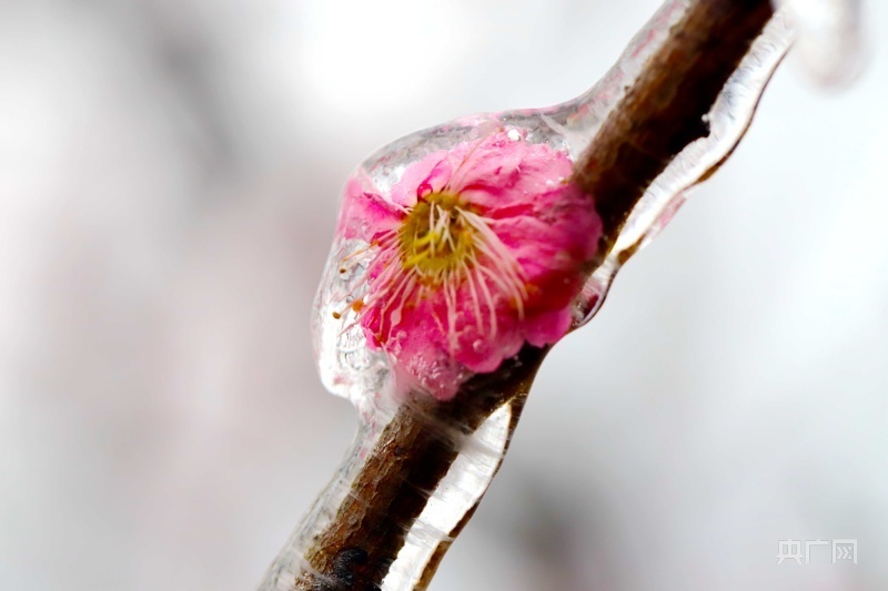 发现春之美|梅花冰雪迎春 游人踏香来_腾讯新闻