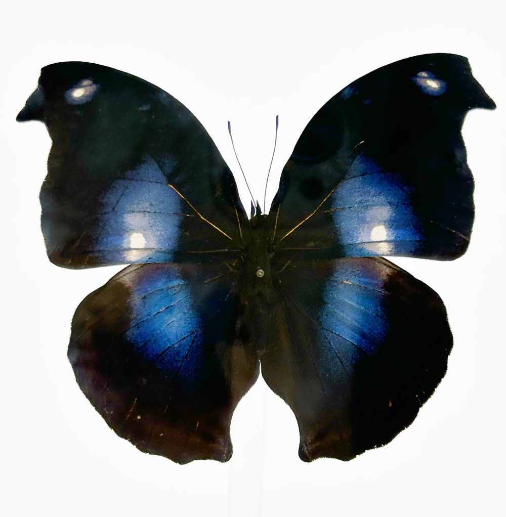 本次展览陈列有上百种纹饰各异的蝴蝶和飞蛾标本,包括凤蝶,蛱蝶,闪蝶