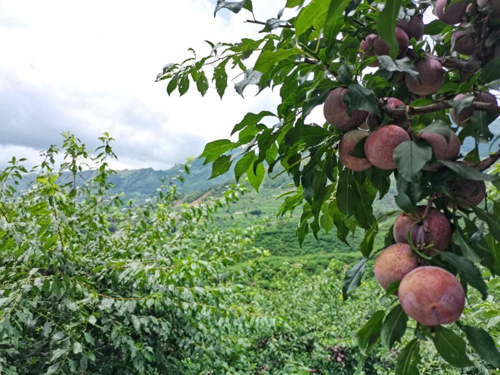 日上市量超千吨中国李乡信宜钱排三华李大量上市