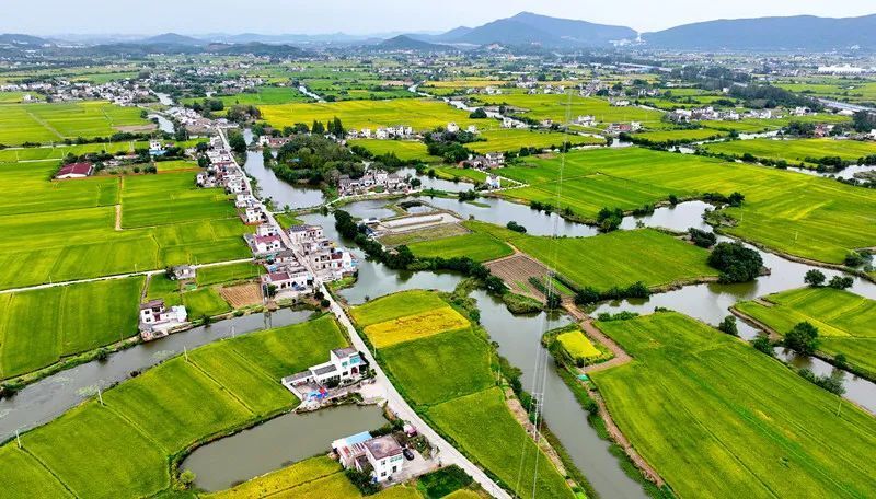 金秋十月,在马鞍山市当涂县年陡镇乡村,青山翠绿间的水稻已经泛黄,与