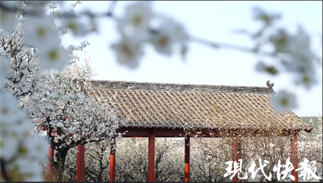 徐州汉王紫金山千树万树梨花开