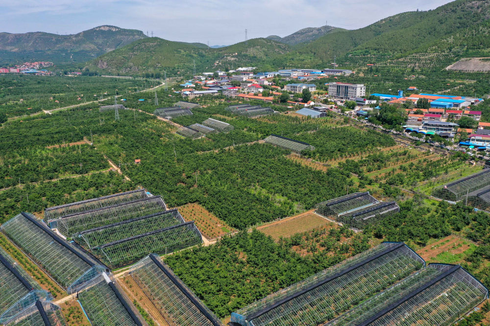 樱桃小镇购销两旺