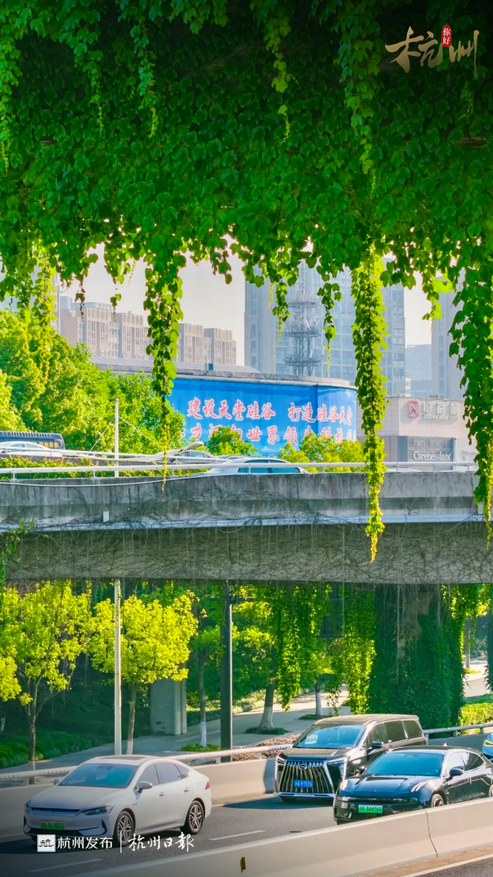 杭州开车路上又出大片了!氛围感拉满!市民:夏天尤其爽!