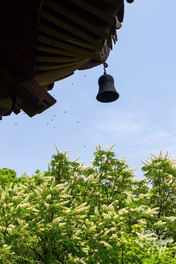 押不芦花图片