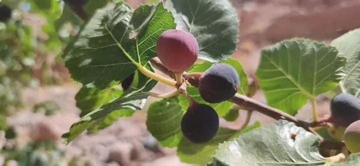 埃及西奈沙漠中的野生无花果