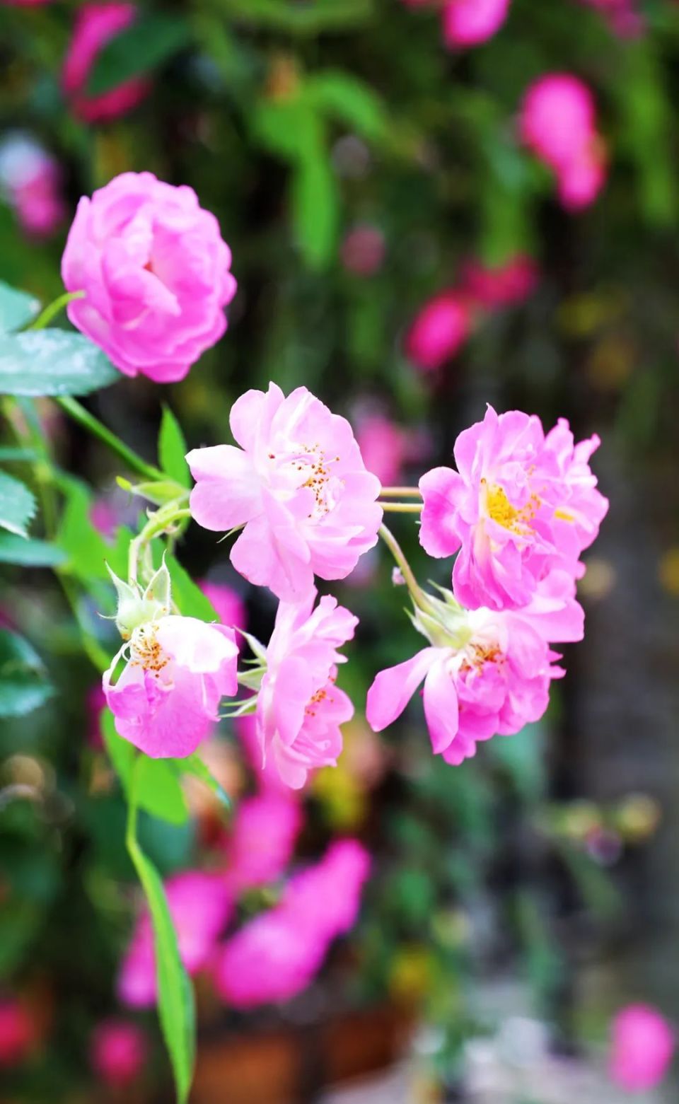 美炸啦!什邡这几处蔷薇已开启爆花模式,颜值满分,赶紧去打卡