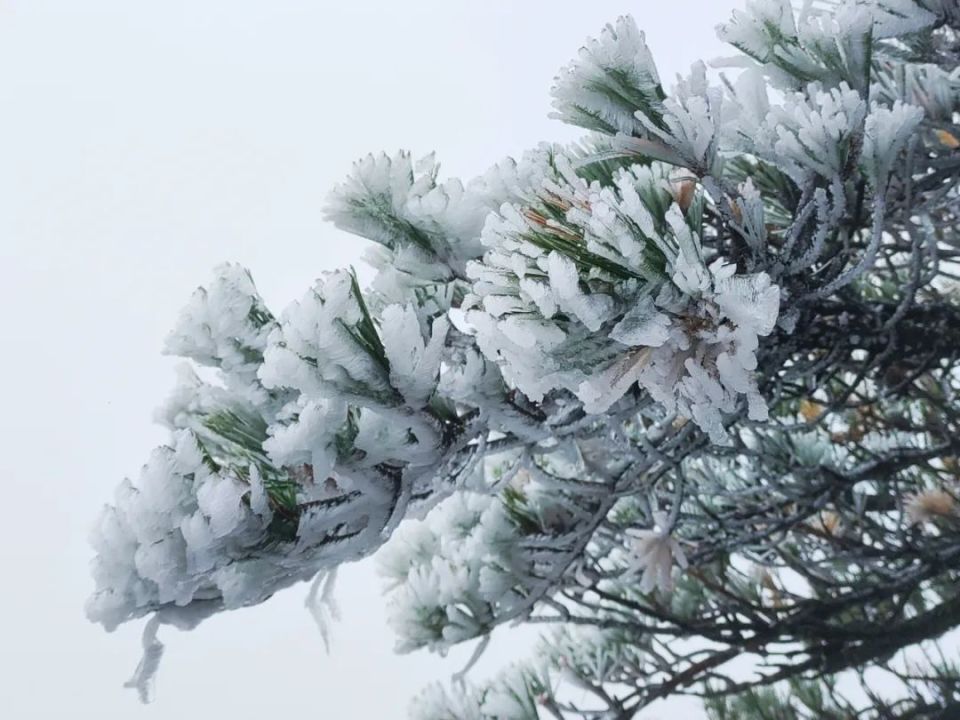 初冬时节一场绝美雾凇闪现黄山之巅