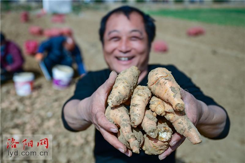 种植中药材致富图片