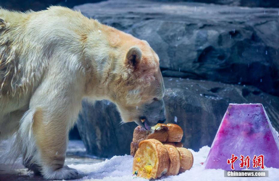 武汉:动物"粽"享端午