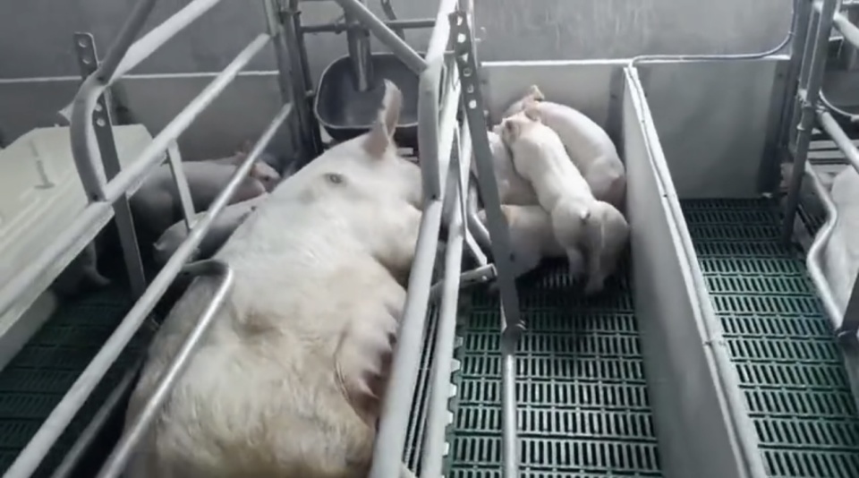 养猪开始赚钱,仔猪连涨10周 机构企业散户一致"乐观