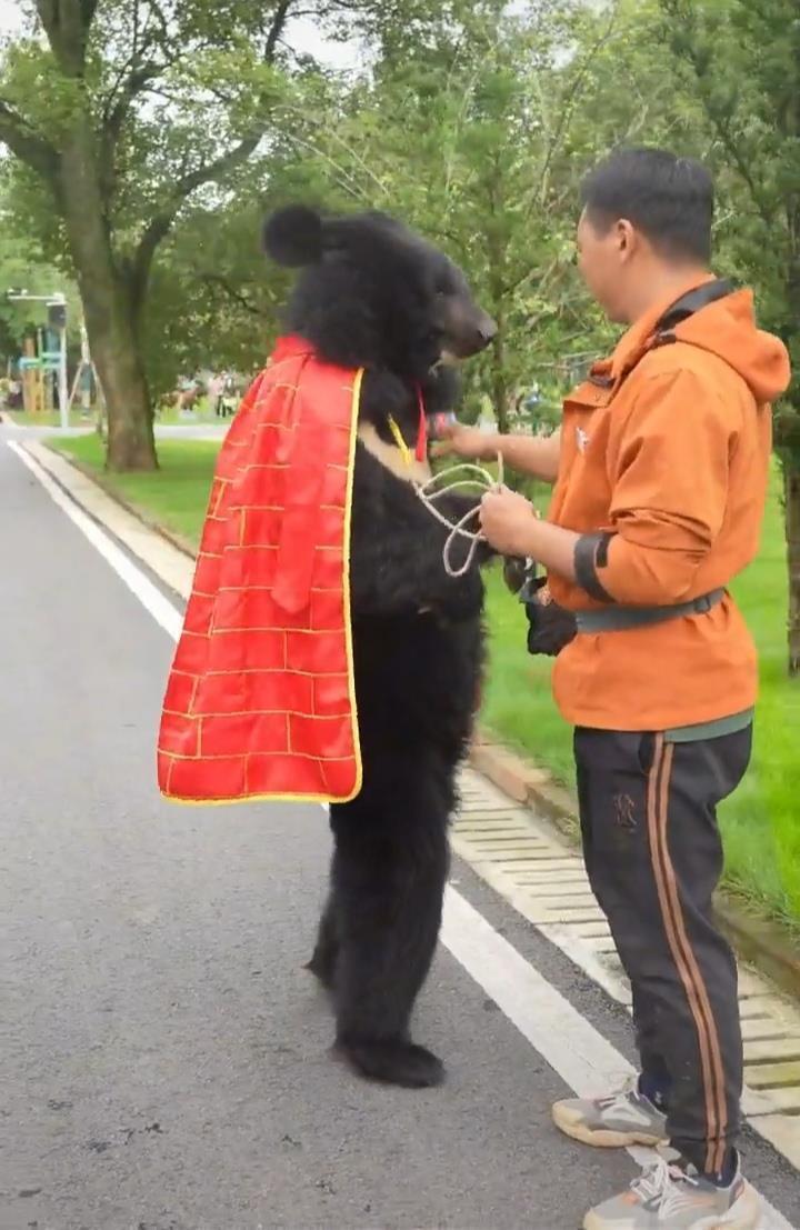 披袈裟的黑熊在动物园站着“溜达” 被怀疑是人扮的