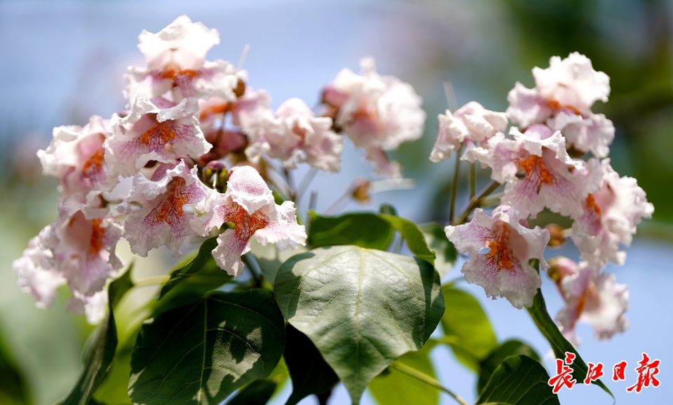 "木王"楸树在武汉迎来盛花期,这些地方都能遇见