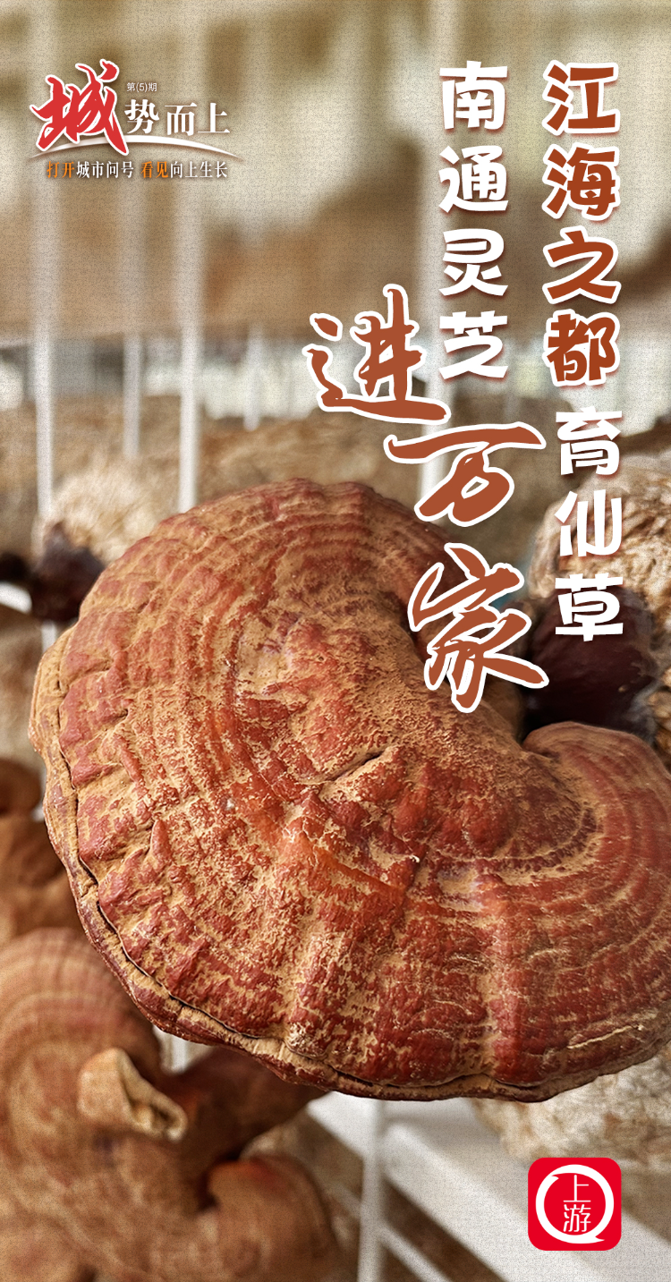 "城"势而上 | "江海之都"育"仙草",南通灵芝进万家
