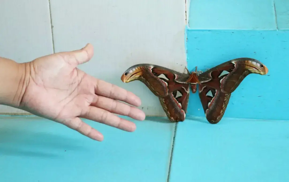 云南临沧市镇康县山林惊现世界体型最大蚕蛾 翅膀双翼如同蛇头色彩