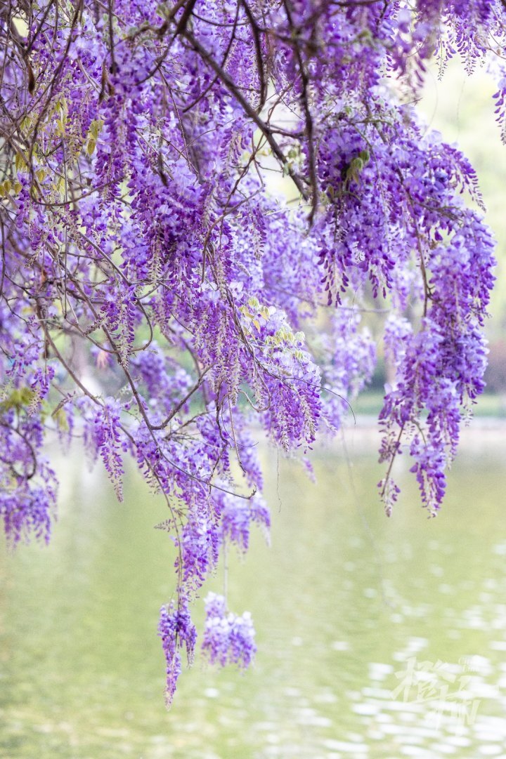 报告,杭城紫藤已上线,美不美你说了算!