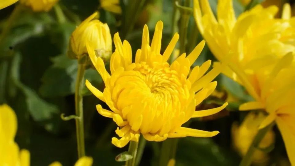 夜赏西畴金丝皇菊尽情绽放